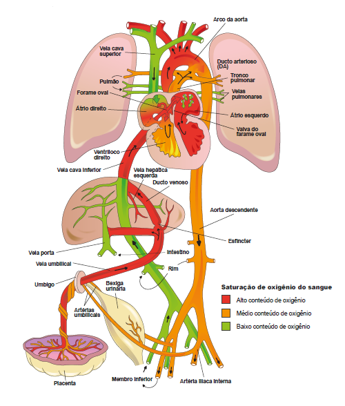 Figura: circulação materno-fetal