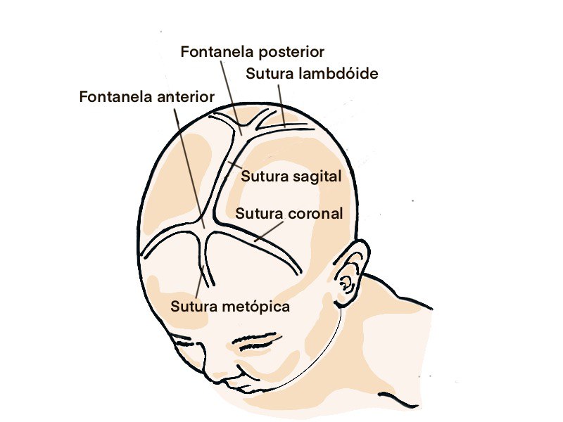 Figura: Ilustração das fontanelas do RN 